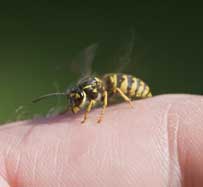 Bee Sting Allergy Treatment in Sherman Oaks, CA