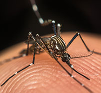 Dengue Fever Treatment in Johnson City, TN