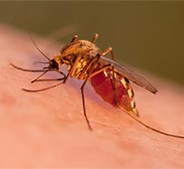 Malaria Treatment and Vaccination in Johnson City